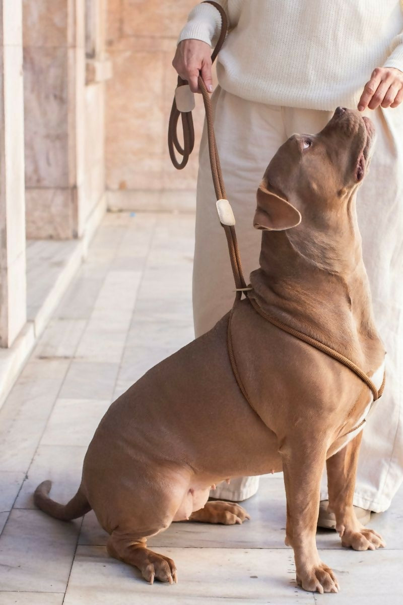 All-in-one Paracord Dog Harness