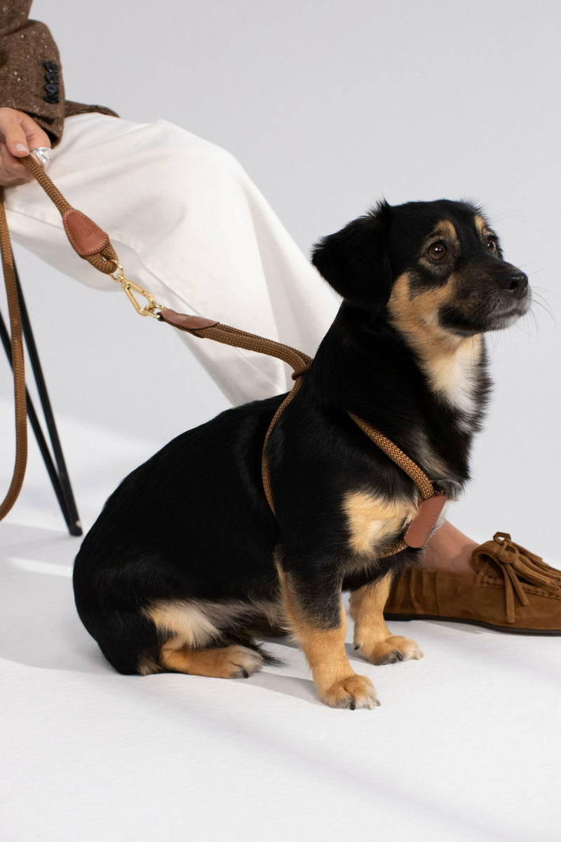 Paracord and Leather Dog Harness