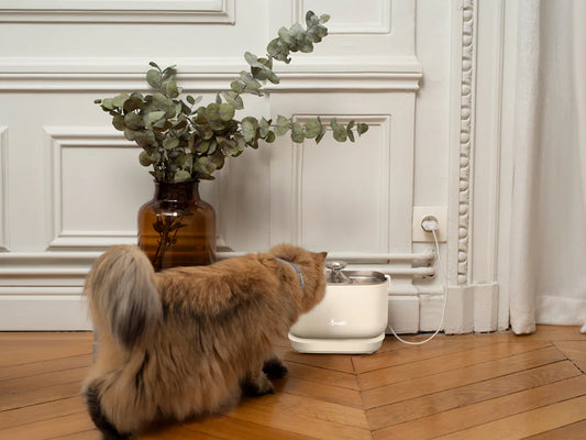 Wired Cat Water Fountain - Beige