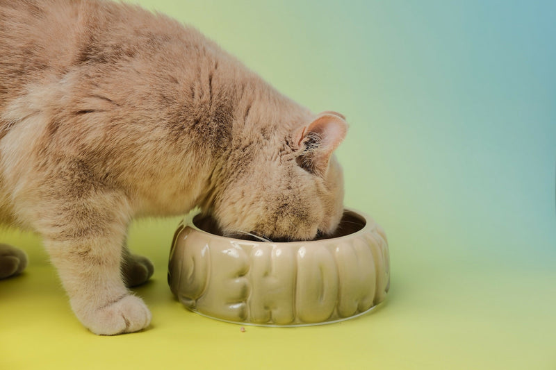 Puff Pet Bowl - Gradient Olive