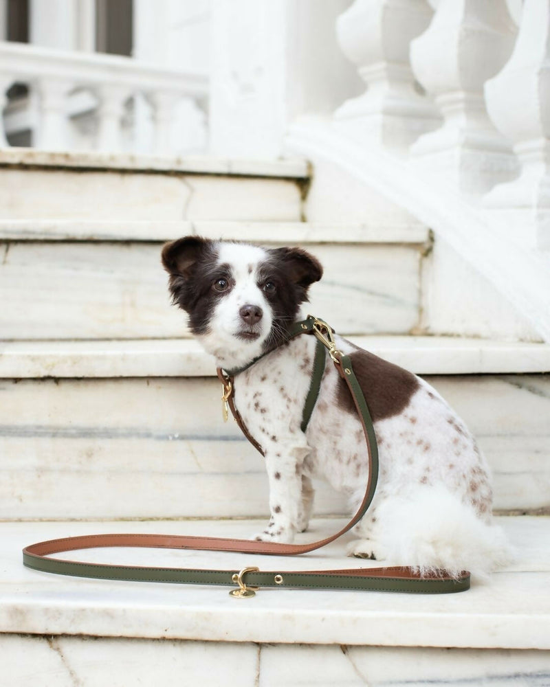 Leather Dog Leash