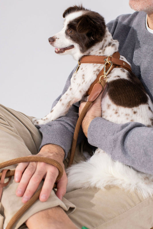 Leather Dog Cross Harness